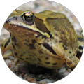 Jumping Shiny Frogs Avatar