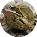 Jumping Shiny Frogs Avatar